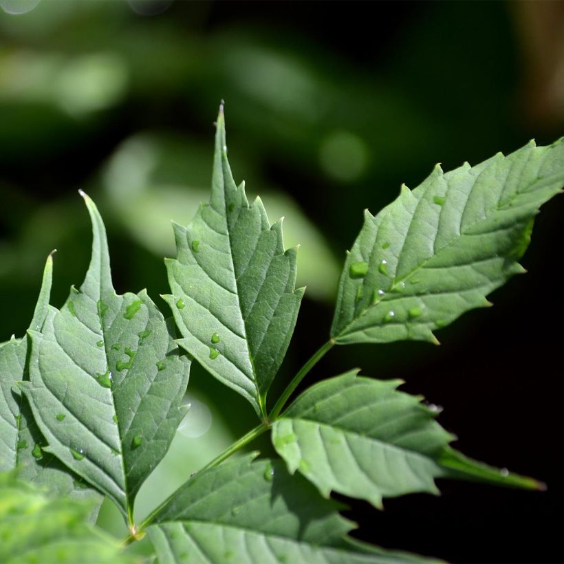 Campsis radicans Flamenco - Trompetklimmer (Blad)