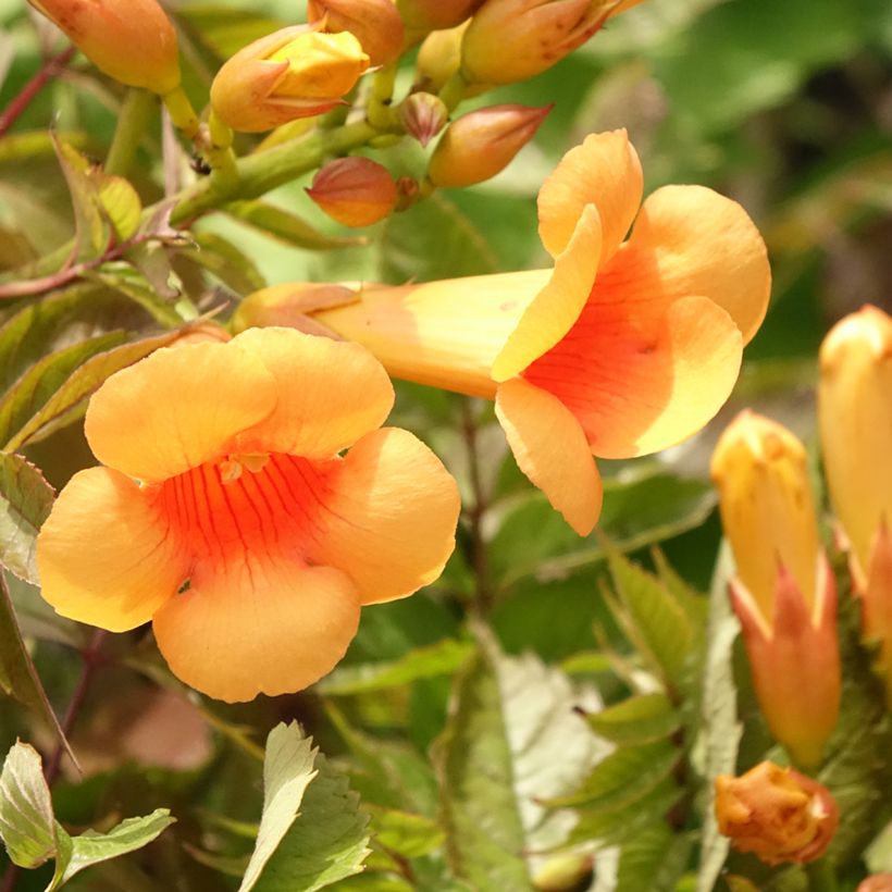 Campsis radicans Indian Summer - Trompetklimmer (Bloei)