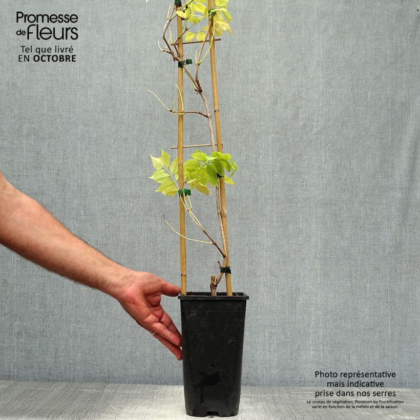Exemplaar van Campsis radicans Judy - Trompetklimmer Pot van 2 l/3 l zoals geleverd in de herfst