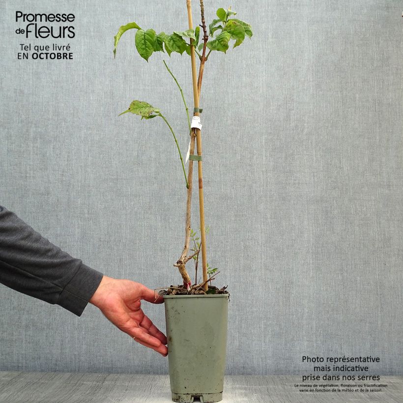 Exemplaar van Campsis radicans Stromboli - Trompetklimmer Pot van 2 l/3 l zoals geleverd in de herfst