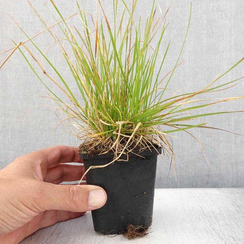 Exemplaar van Deschampsia cespitosa Northern Lights - Ruwe smele Kweekpotje van 8/9 cm zoals geleverd in de zomer
