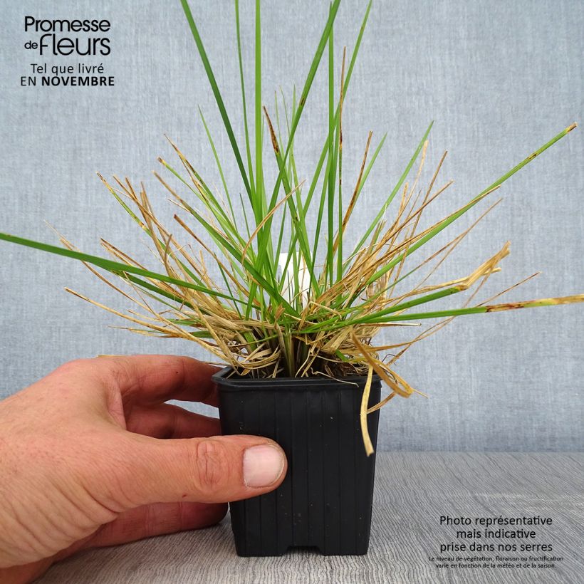 Exemplaar van Deschampsia cespitosa Tauträger - Ruwe smele Kweekpotje van 8/9 cm zoals geleverd in de herfst