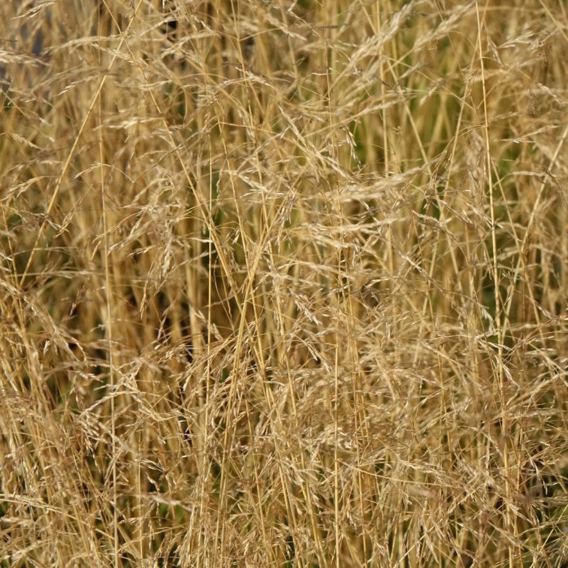 Deschampsia cespitosa Vivipara - Ruwe smele (Bloei)