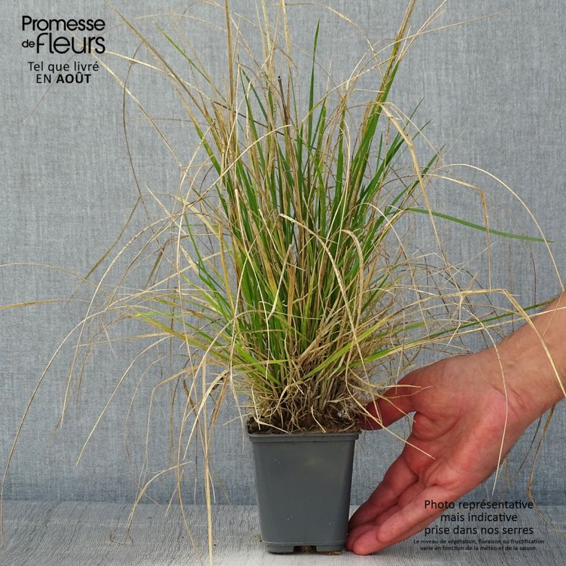 Exemplaar van Deschampsia cespitosa Vivipara - Ruwe smele Kweekpotje van 8/9 cm zoals geleverd in de zomer
