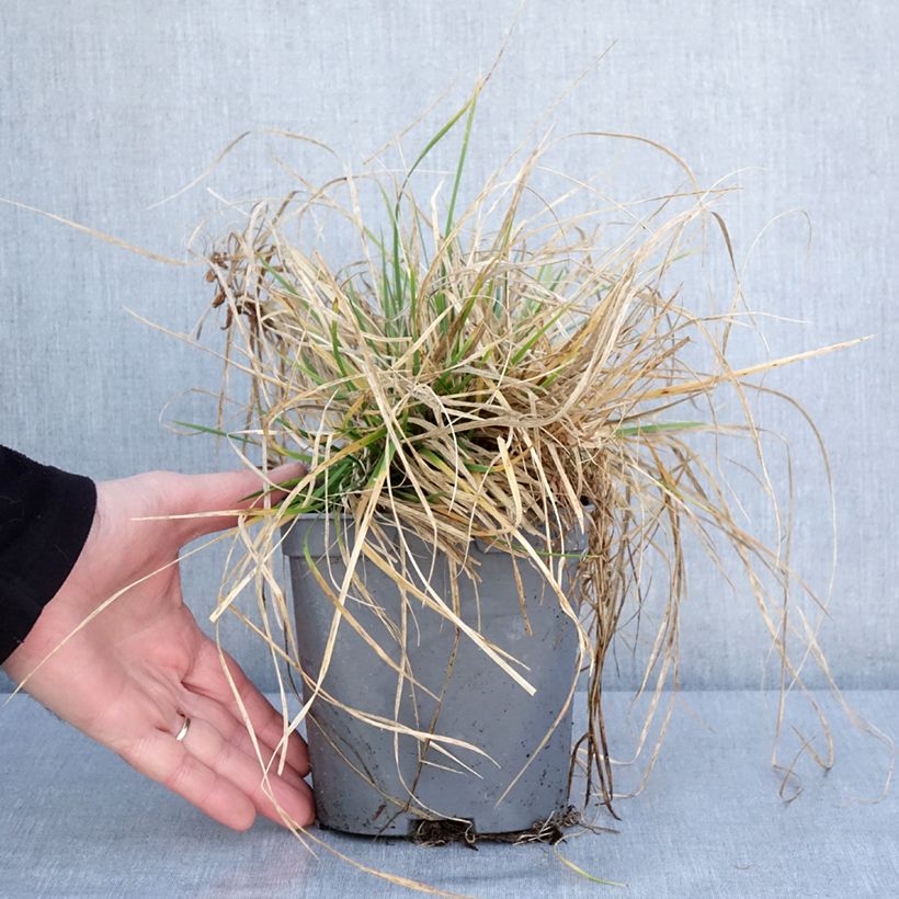 Exemplaar van Canche cespiteuse Vivipara - Deschampsia cespitosa Pot de 2L/3L zoals geleverd in de winter