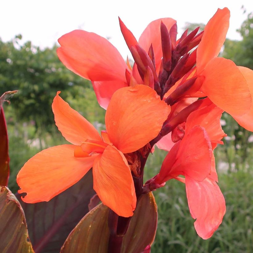 Canna indica Angelique - Indisch bloemriet (Bloei)