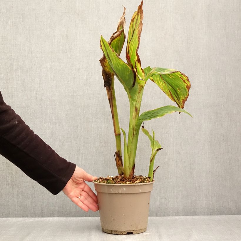 Exemplaar van Canna Black Cleopatra - Indisch bloemriet Pot van 4 l/5 l zoals geleverd in de herfst