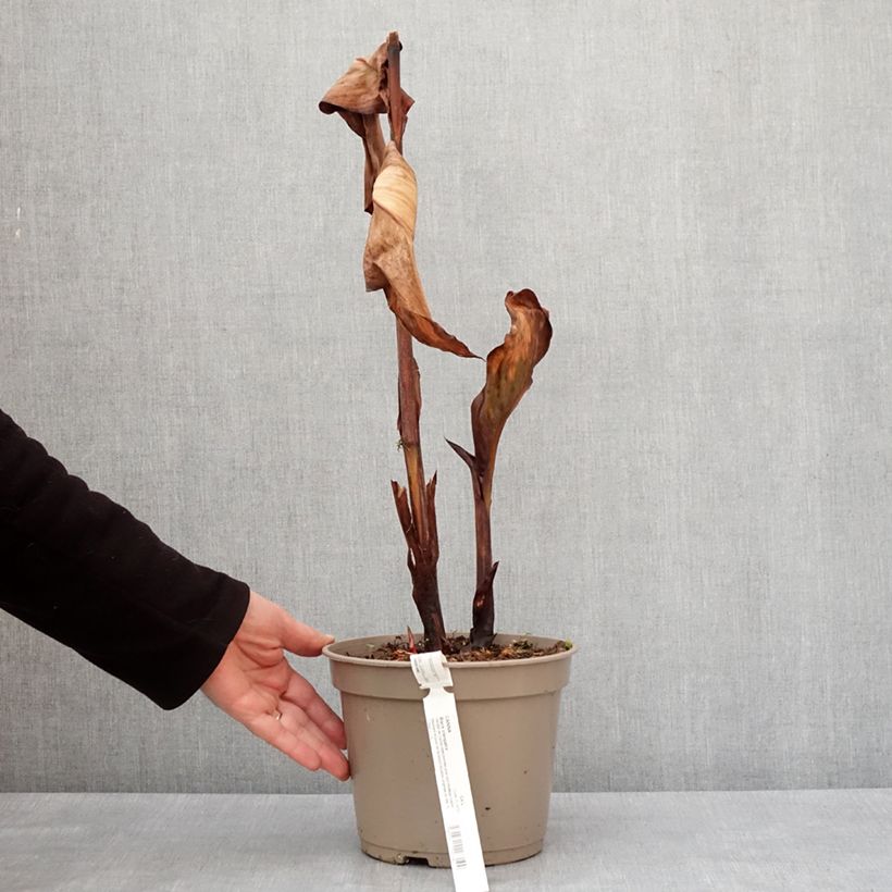 Exemplaar van Canna Black Cleopatra - Indisch bloemriet Pot van 4 l/5 l zoals geleverd in de winter