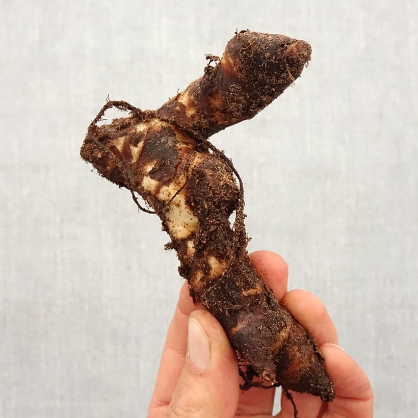 Exemplaar van Canna Brillant - Indisch bloemriet Bol kaliber I zoals geleverd in de lente