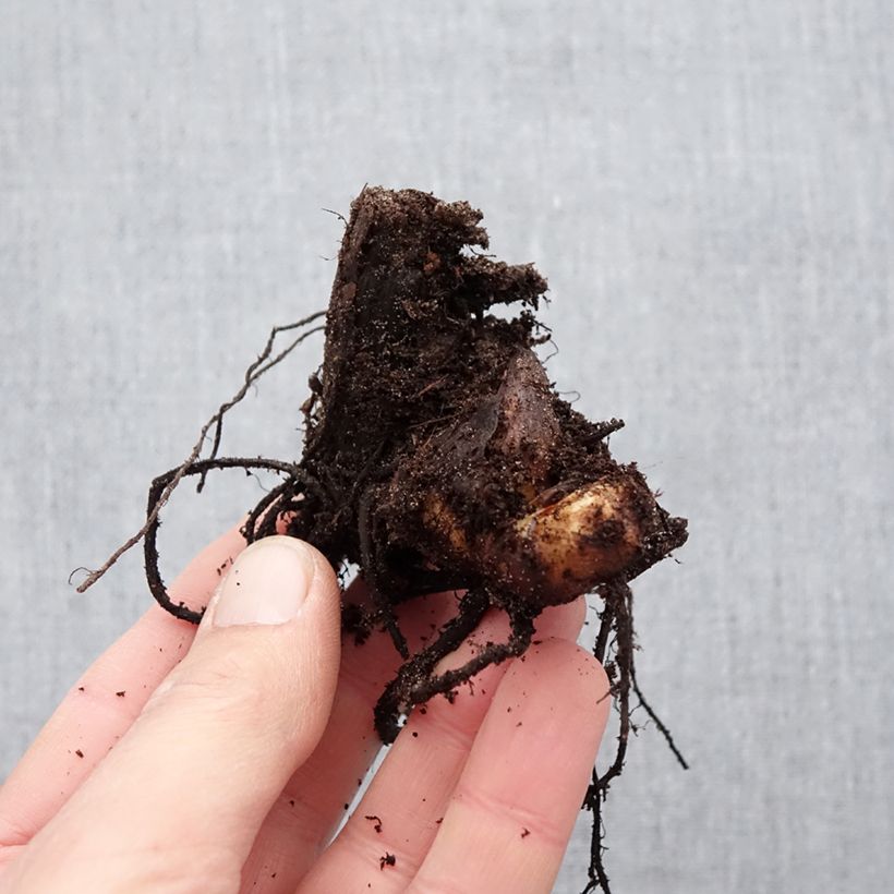 Exemplaar van Canna Cleopatra - Indisch bloemriet Bol kaliber I zoals geleverd in de lente