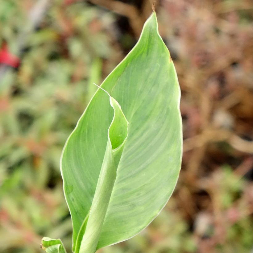 Canna Confetti - Indisch bloemriet (Blad)