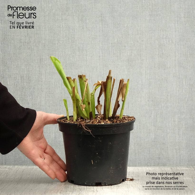 Exemplaar van Canna edulis - Canna comestible, Balisier rouge Pot de 2L/3L zoals geleverd in de winter
