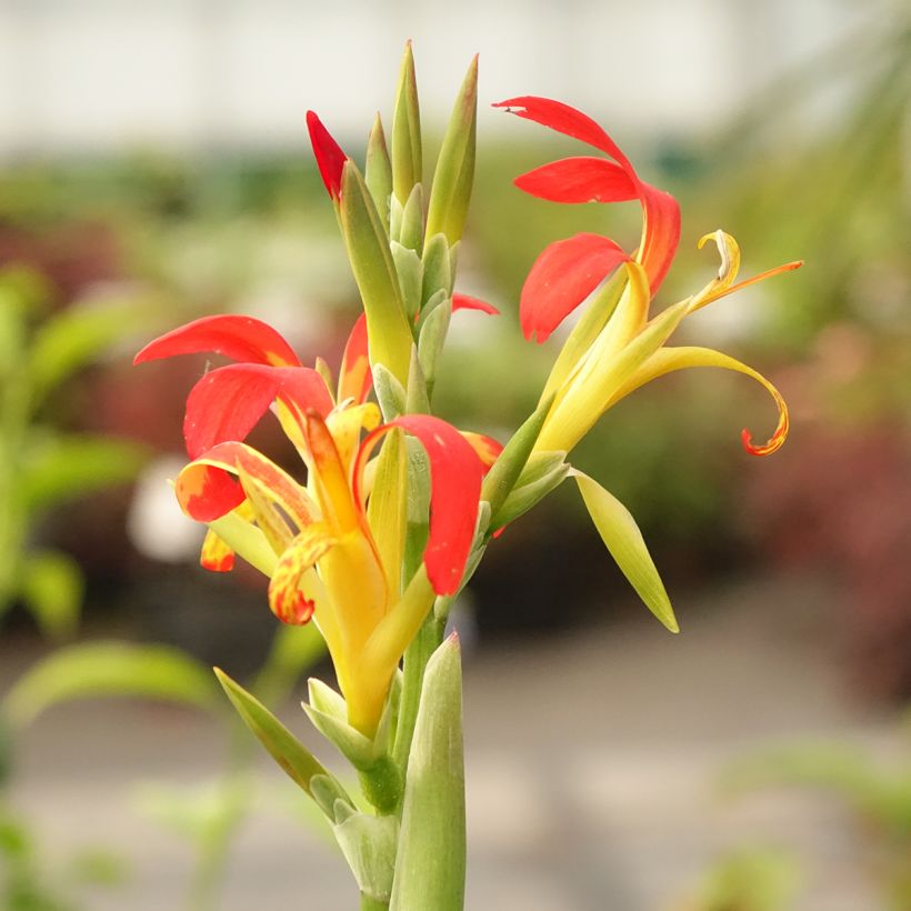 Canna edulis - Indisch bloemriet (Bloei)