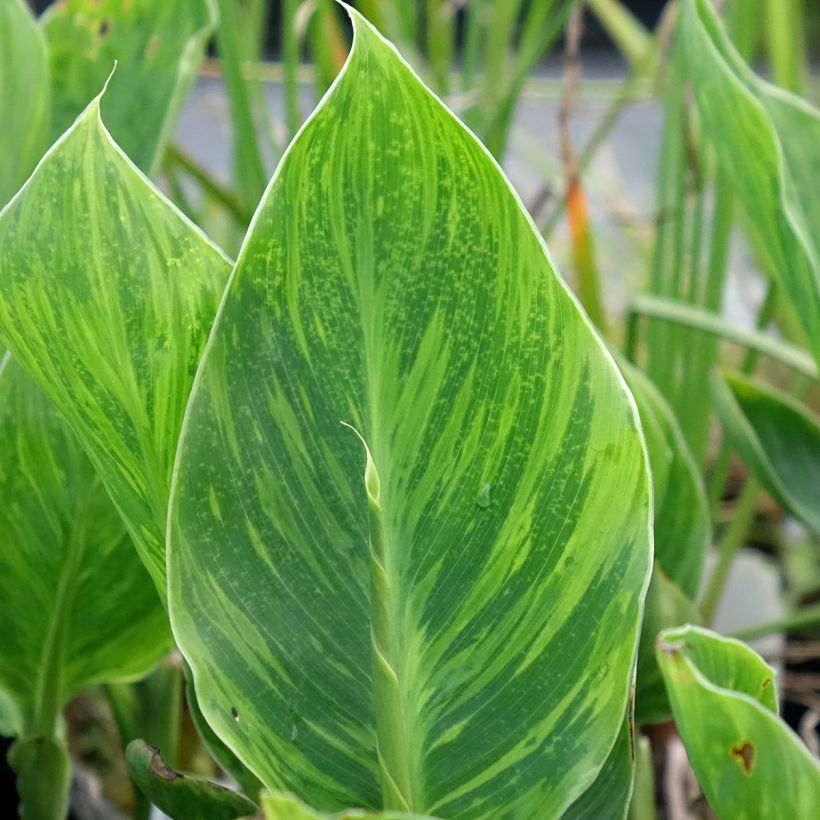 Canna En avant - Indisch bloemriet (Blad)