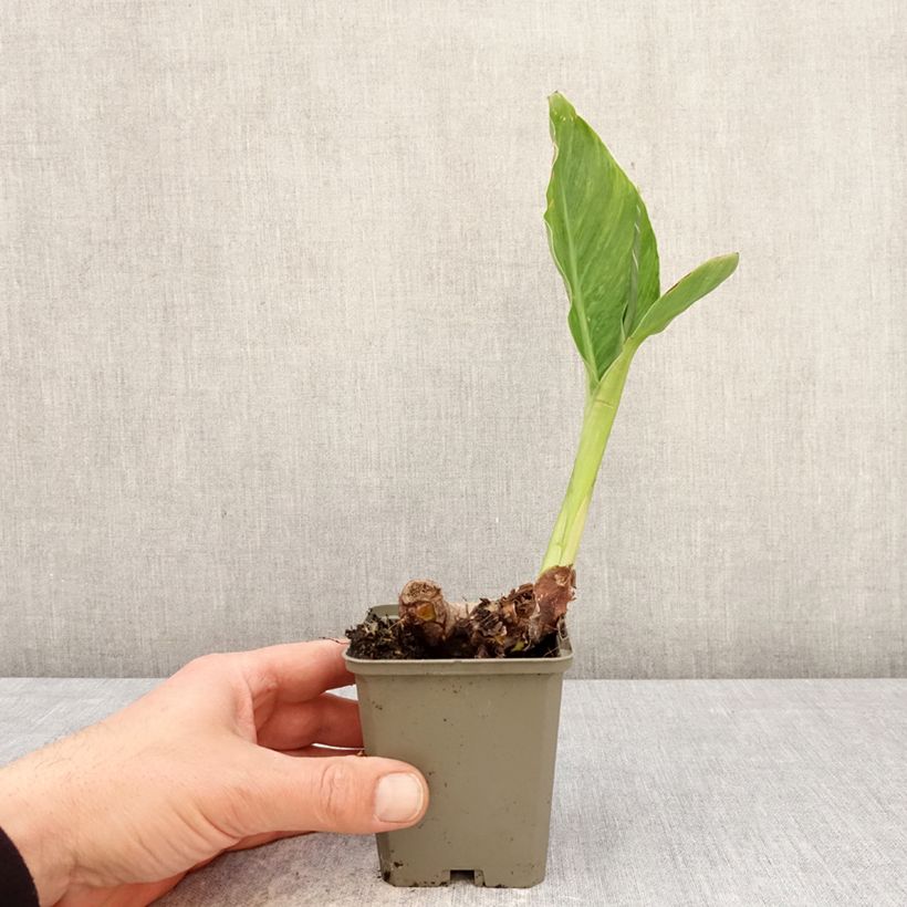 Exemplaar van Canna En avant - Indisch bloemriet Kweekpotje van 8/9 cm kaliber I zoals geleverd in de lente