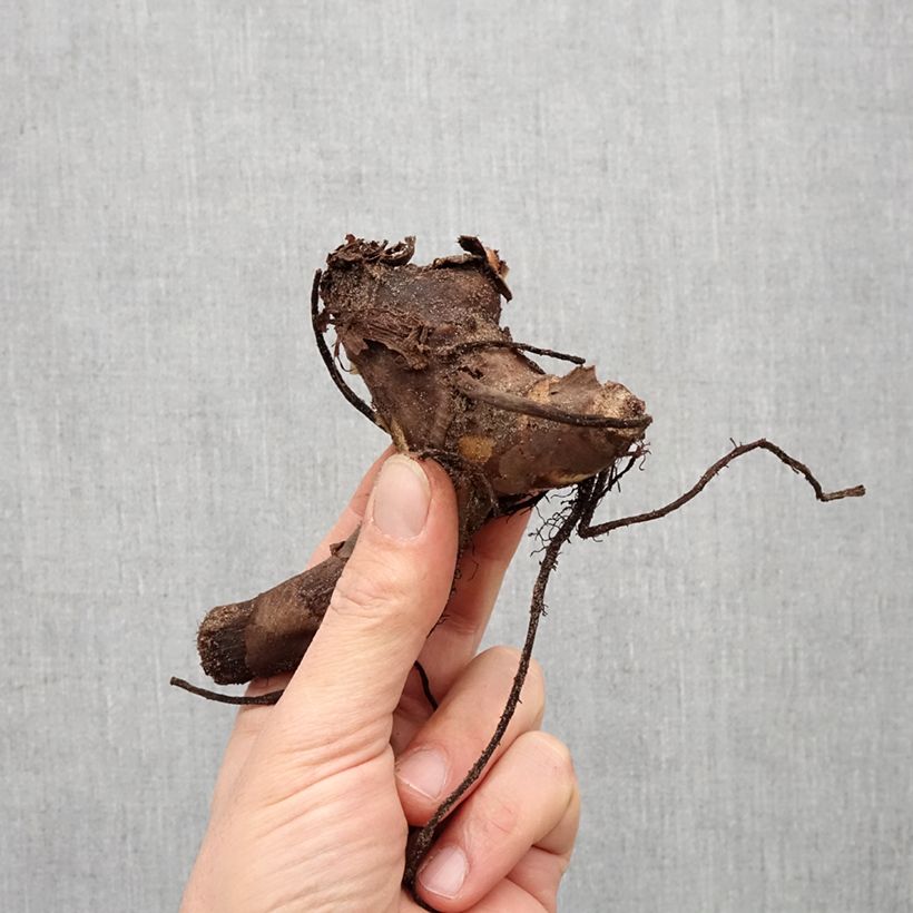 Exemplaar van Canna Endeavour - Indisch bloemriet Bol kaliber I zoals geleverd in de lente