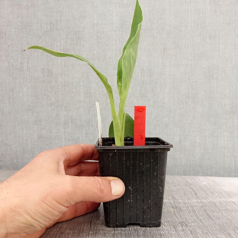 Example of Canna Erebus - Indisch bloemriet Kweekpotje van 8/9 cm as you get in printemps