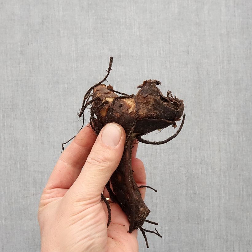 Exemplaar van Canna Feu Magique - Indisch bloemriet Bol kaliber I zoals geleverd in de lente