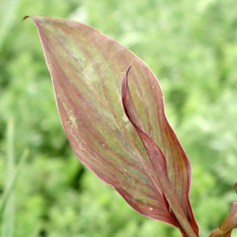 Canna Feu Magique - Indisch bloemriet (Blad)