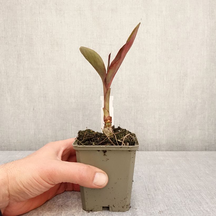 Exemplaar van Canna Feu Magique - Indisch bloemriet Kweekpotje van 8/9 cm kaliber I zoals geleverd in de lente