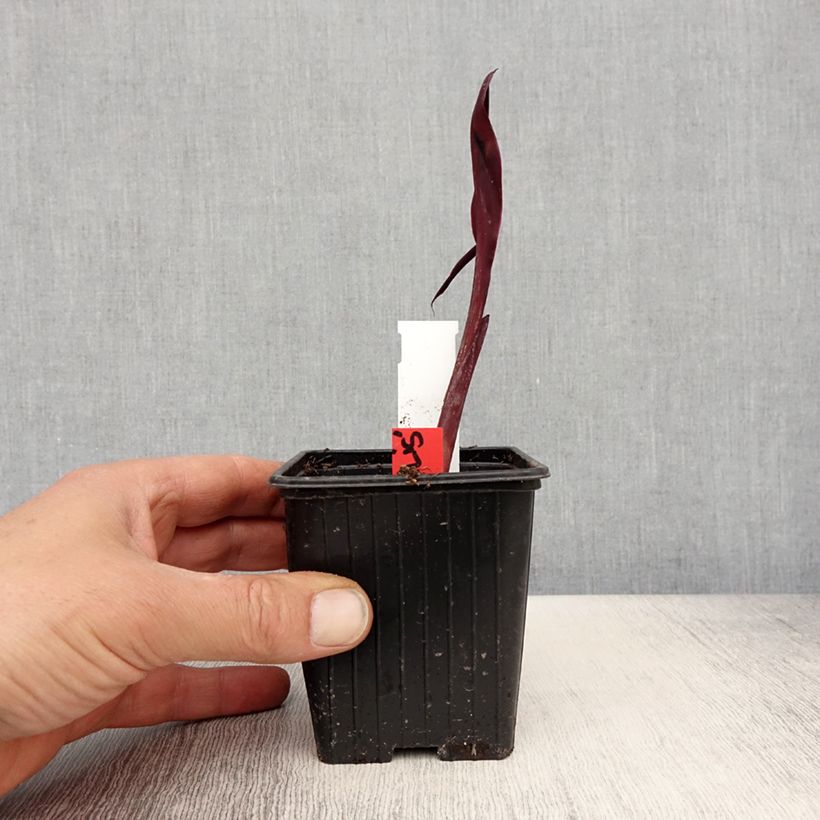 Exemplaar van Canna glauca Australis - Watercanna Kweekpotje van 8/9 cm zoals geleverd in de lente