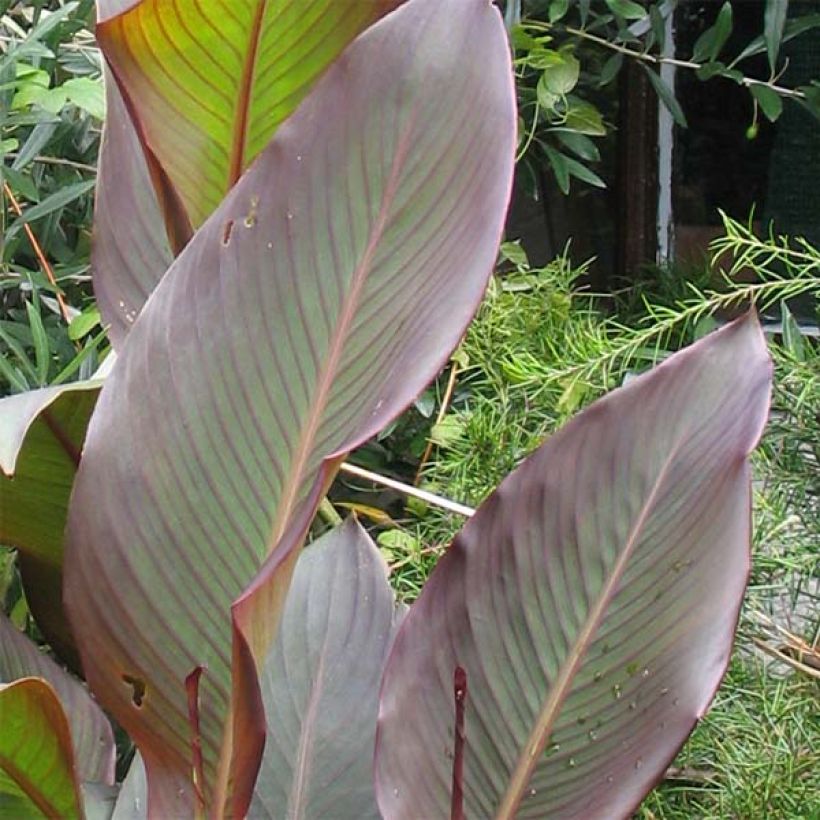 Canna indica Purpurea - Indisch bloemriet (Foliage)