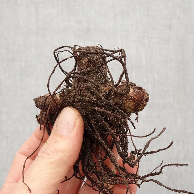 Example of Canna indica Purpurea - Indisch bloemriet Bol kaliber I as you get in printemps