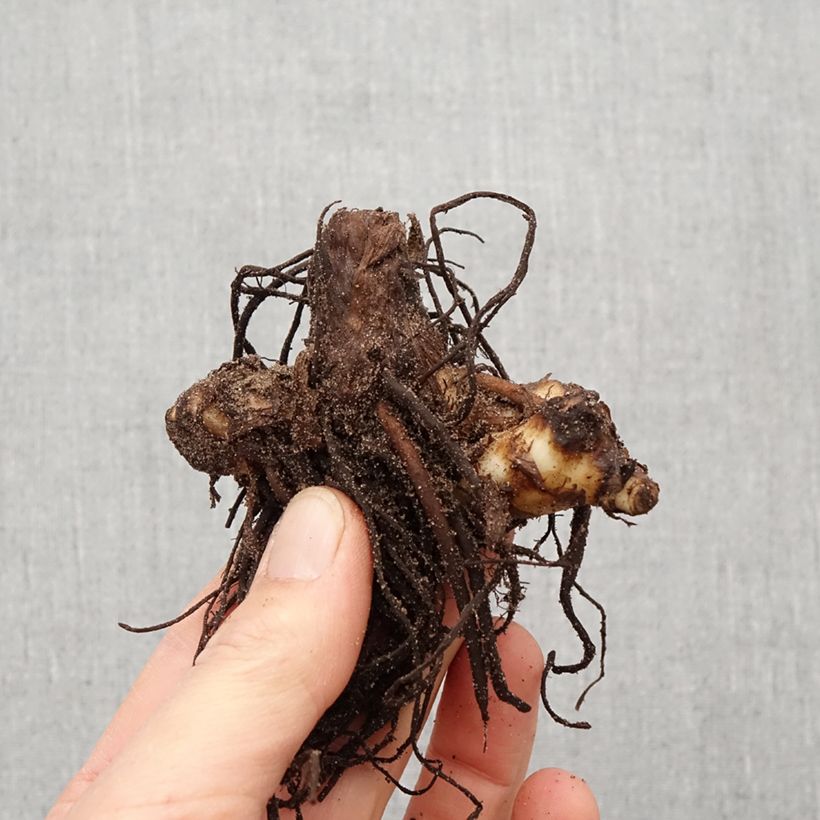 Exemplaar van Canna iridiflora - Bloemriet Bol kaliber I zoals geleverd in de lente