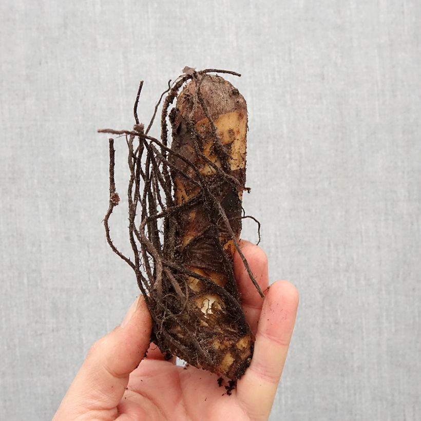 Exemplaar van Canna Lolita - Indisch bloemriet Bol kaliber I zoals geleverd in de lente