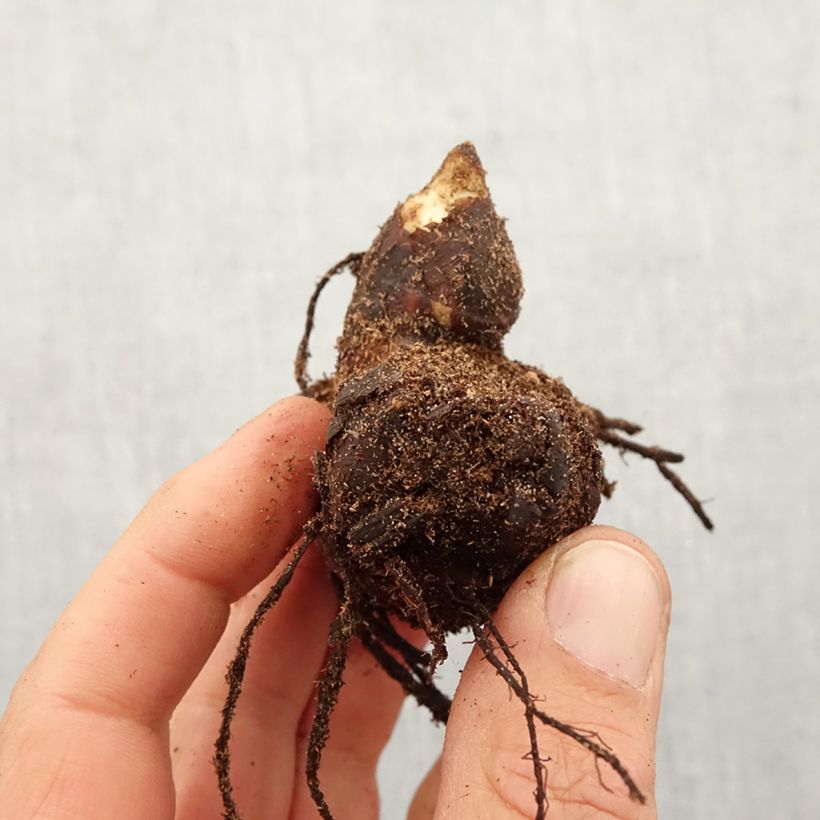 Exemplaar van Canna Lucifer - Indisch bloemriet Bol kaliber I zoals geleverd in de lente