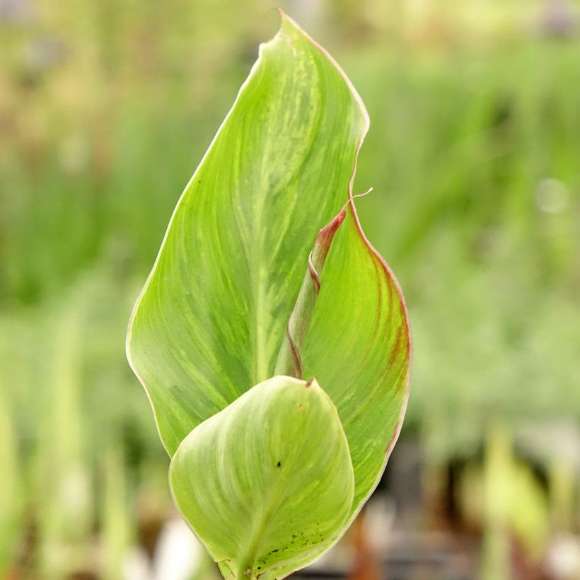 Canna Lucifer - Indisch bloemriet (Blad)