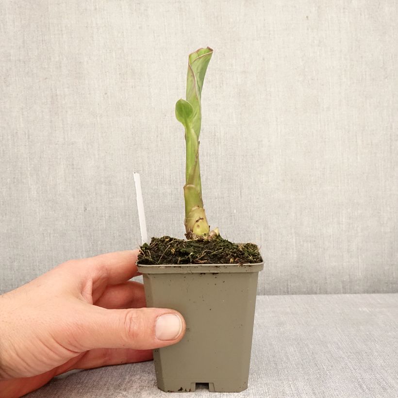 Exemplaar van Canna Lucifer - Indisch bloemriet Kweekpotje van 8/9 cm kaliber I zoals geleverd in de lente