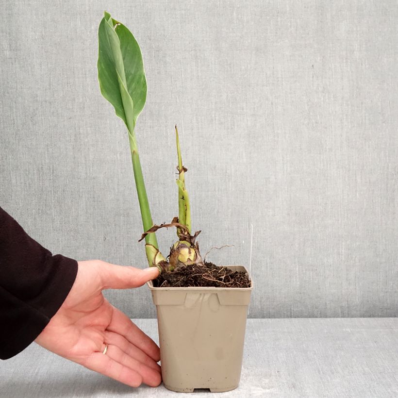 Exemplaar van Canna Marabout - Indisch bloemriet Pot van 1 l/1,5 l kaliber I zoals geleverd in de lente