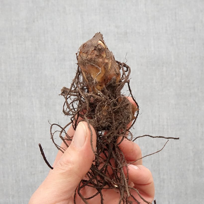 Example of Canna Mme Angèle Martin - Indisch bloemriet Bol kaliber I as you get in printemps