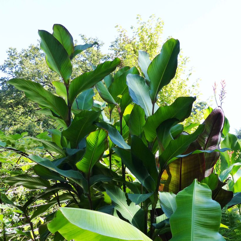 Canna musaefolia - Bananencanna (Groeiplaats)