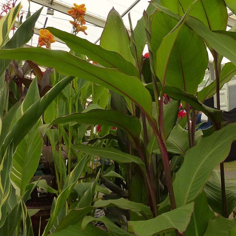 Canna musaefolia - Bananencanna (Blad)