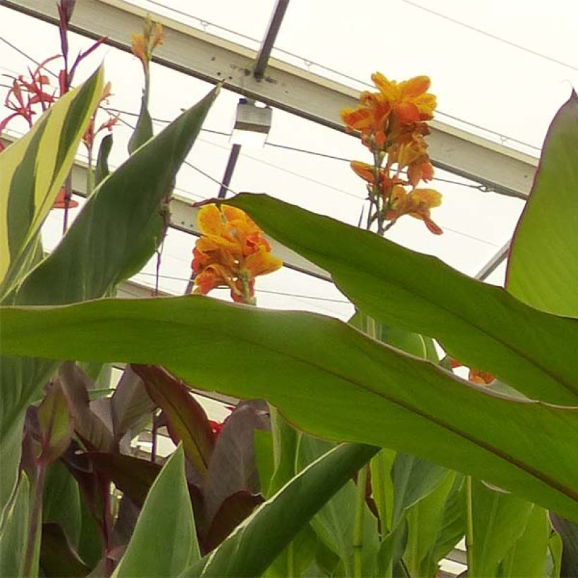 Canna musaefolia - Bananencanna (Bloei)