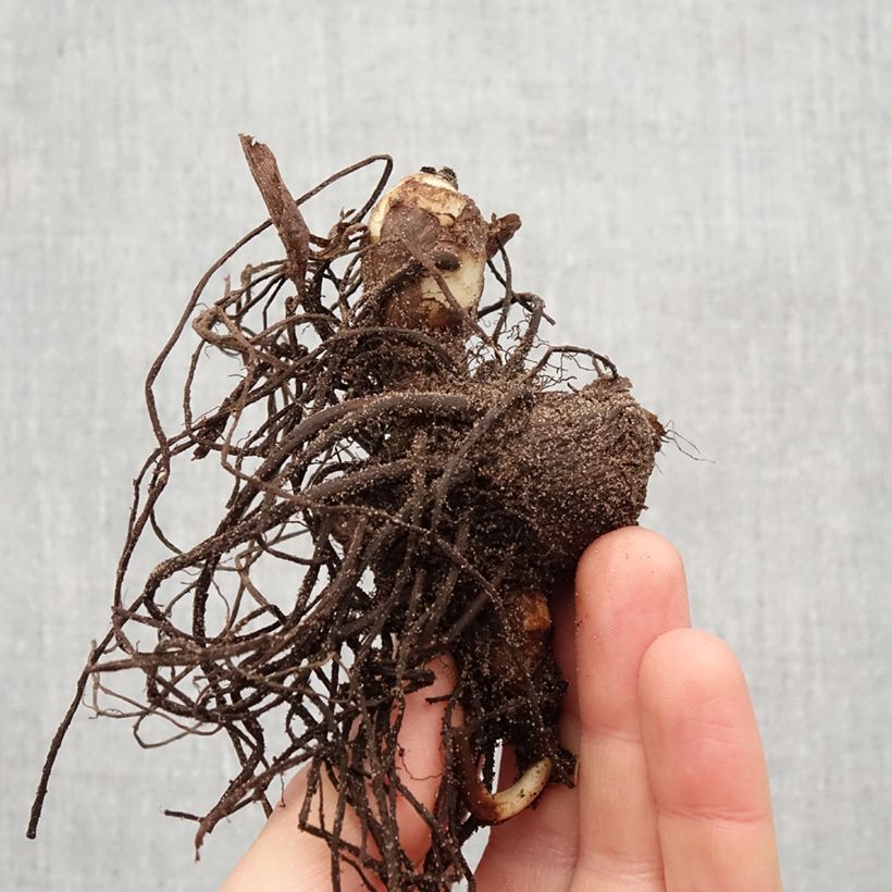 Exemplaar van Canna Petit Poucet - Indisch bloemriet Bol kaliber I zoals geleverd in de lente