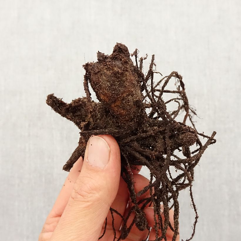 Exemplaar van Canna Picasso - Indisch bloemriet Bol kaliber I zoals geleverd in de lente