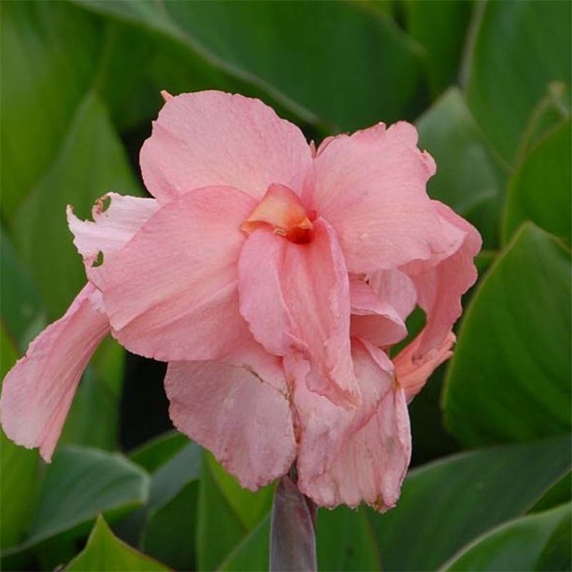 Canna Pink President - Indisch bloemriet (Bloei)