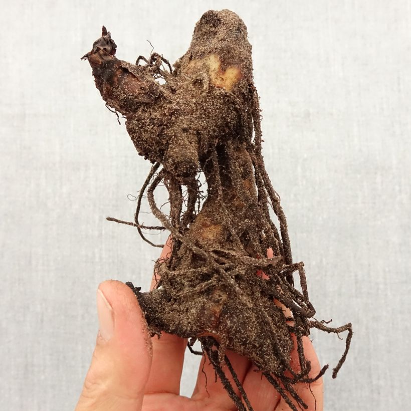 Exemplaar van Canna Pink President - Indisch bloemriet Bol kaliber I zoals geleverd in de lente