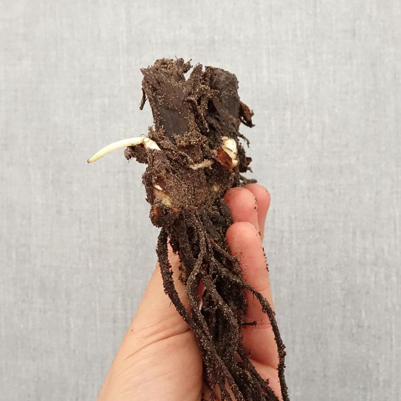 Exemplaar van Canna Queen Charlotte - Indisch bloemriet Bol kaliber I zoals geleverd in de lente