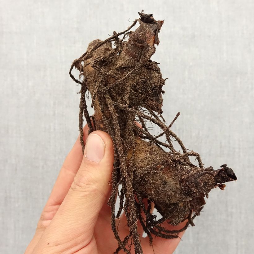 Example of Canna Semaphore - Indisch bloemriet Bol kaliber I as you get in printemps