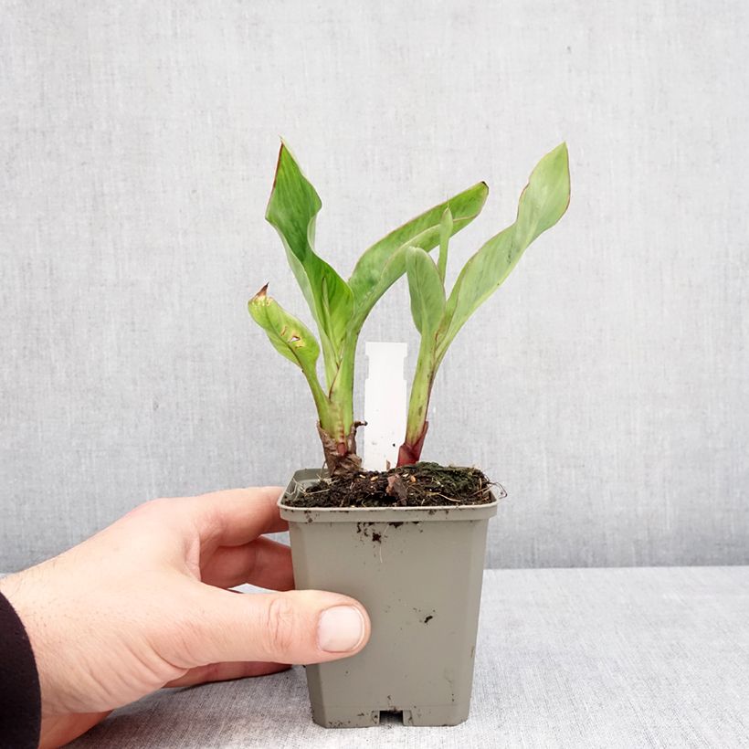 Exemplaar van Canna Strasbourg - Indisch bloemriet Kweekpotje van 8/9 cm kaliber I zoals geleverd in de lente