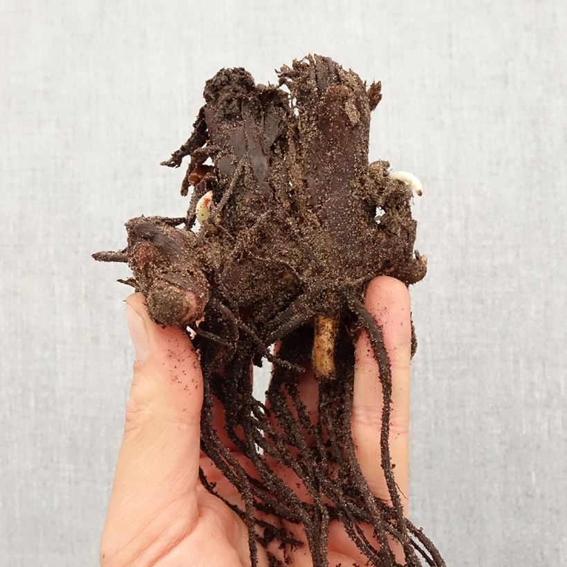 Exemplaar van Canna Stuttgart - Indisch bloemriet Bol kaliber I zoals geleverd in de lente