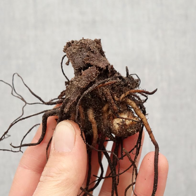 Exemplaar van Canna Talisman - Indisch bloemriet Bol kaliber I zoals geleverd in de lente