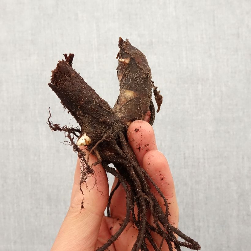 Exemplaar van Canna Taroudant - Indisch bloemriet Bol kaliber I zoals geleverd in de lente