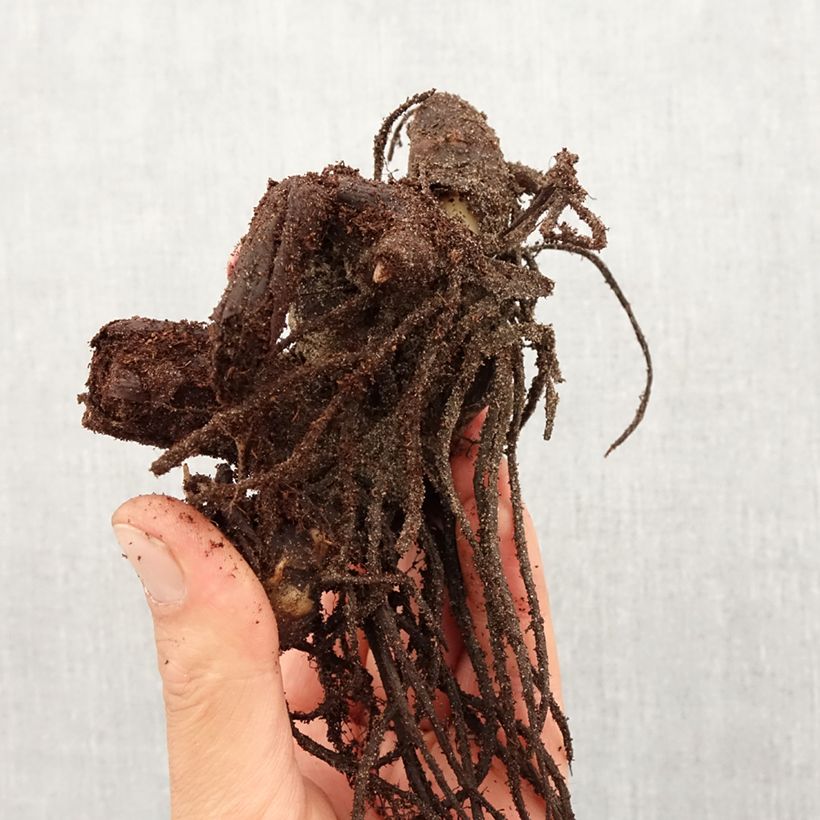 Exemplaar van Canna Tarouking - Indisch bloemriet Bol kaliber I zoals geleverd in de lente