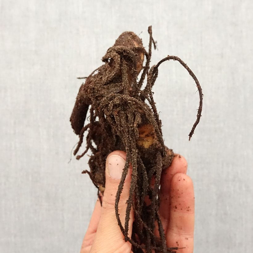 Example of Canna Yellow Humbert - Indisch bloemriet geel Bol kaliber I as you get in printemps