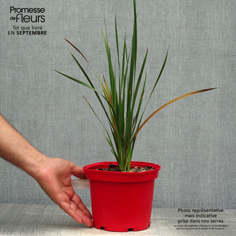 Exemplaar van Dierama pulcherrimum Blackbird - Engelenhengel Pot van 2 l/3 l zoals geleverd in de herfst